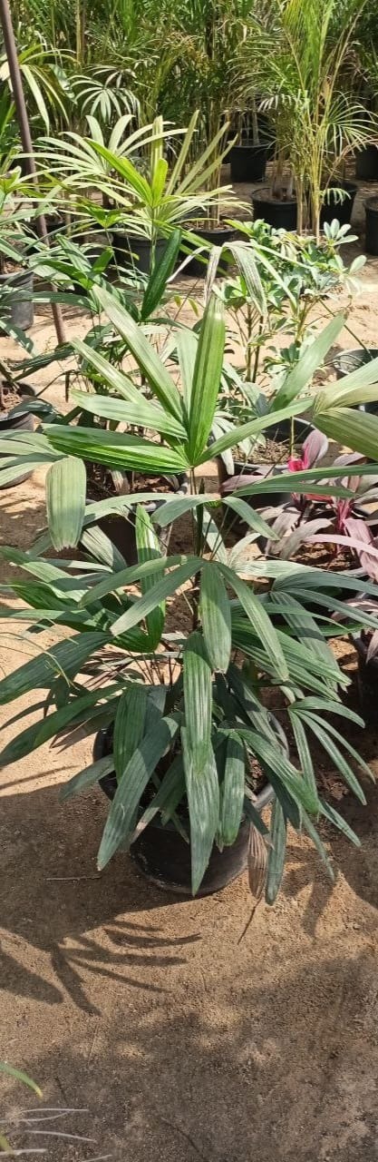 Rabis plant