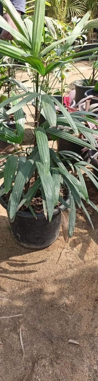Rabis plant