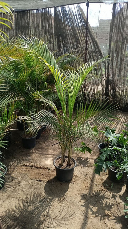 The Areca palm