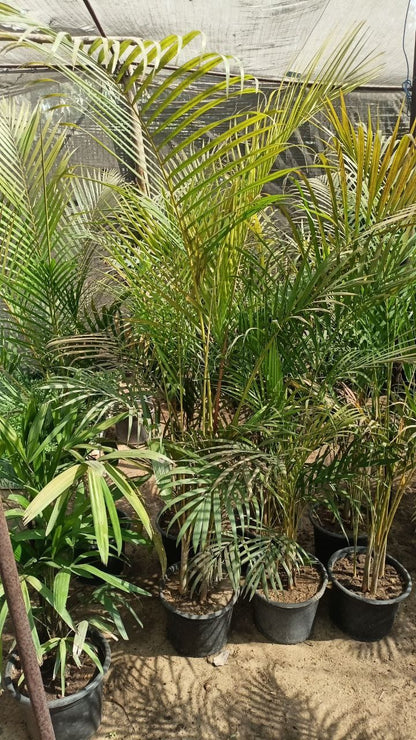 The Areca palm