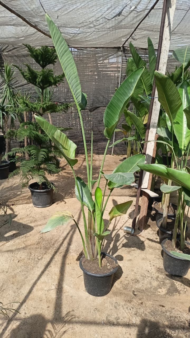 Augusta palm