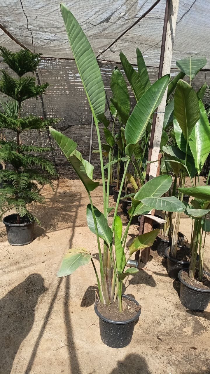 Augusta palm