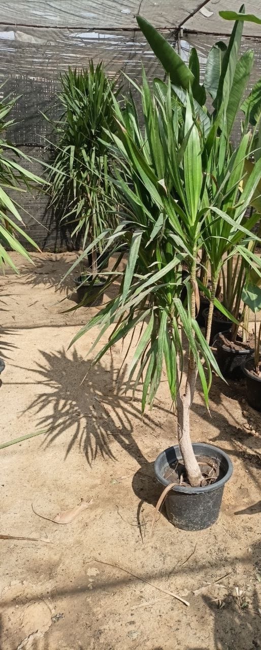 Dracaena palm