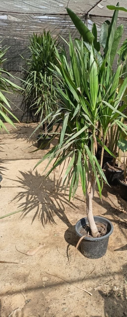 dracaena elephantipes Dracaena palm
