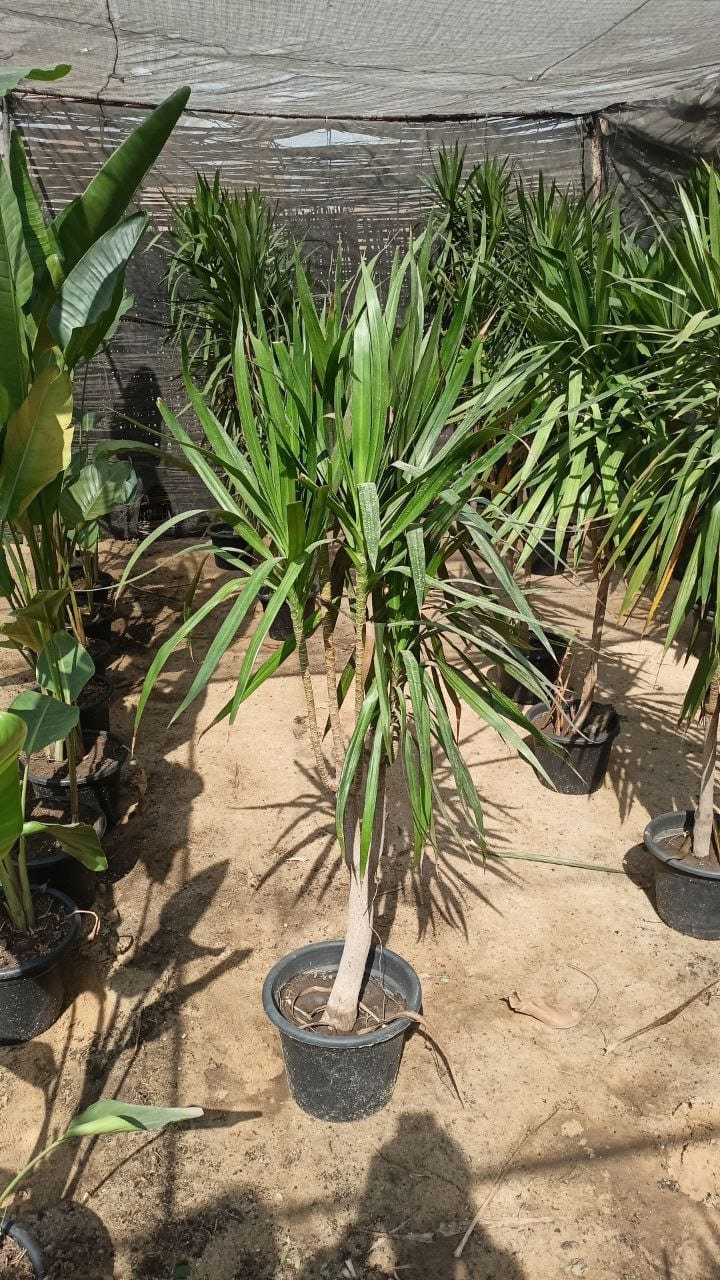 Dracaena palm