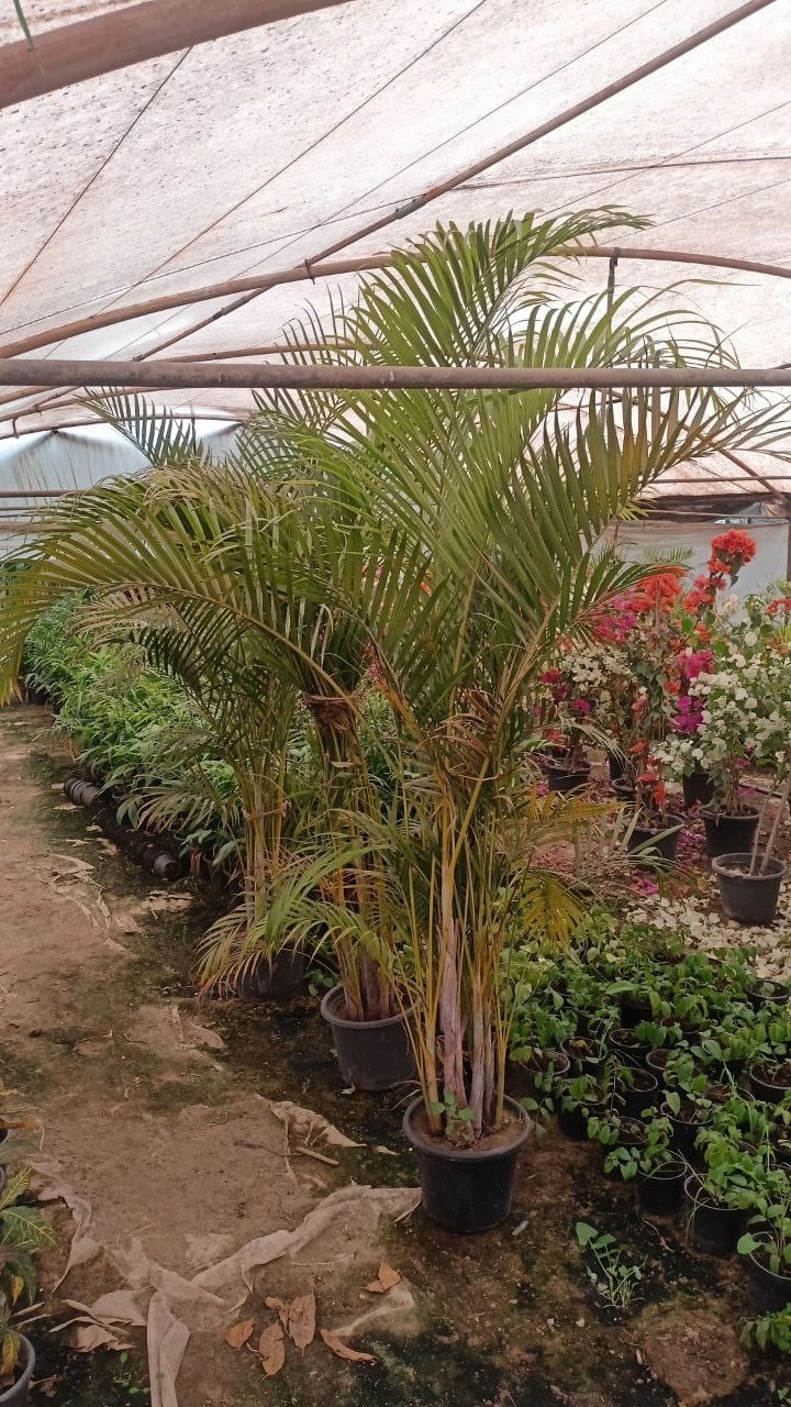 The Areca palm