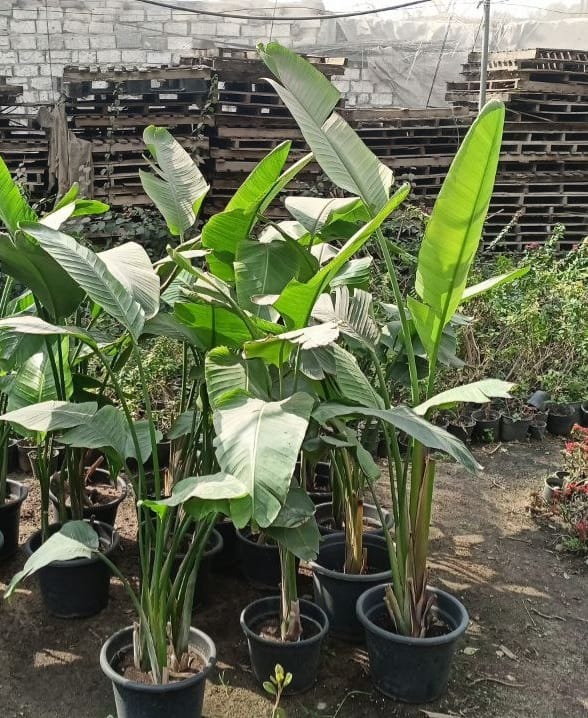 Augusta palm