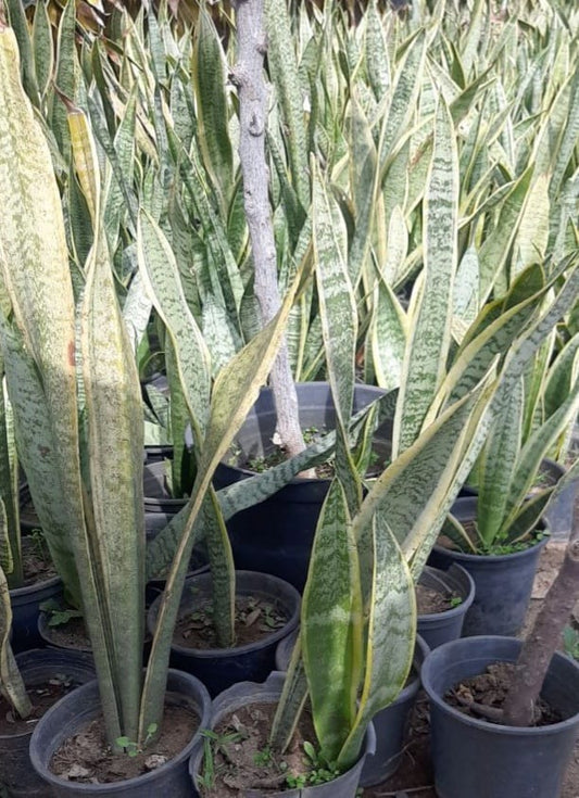 stick snake plant Sansevieria Trifasciata (The snake plant) – Qamhawey Shop