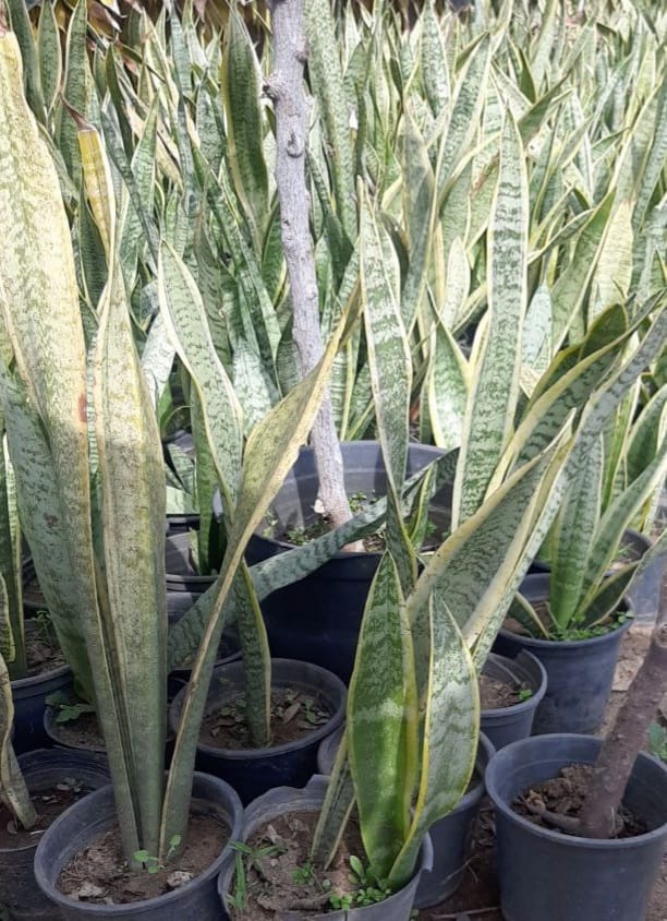 Dracaena trifasciata Plant