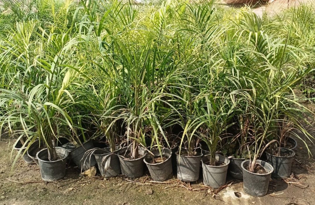 Dypsis decary  plant