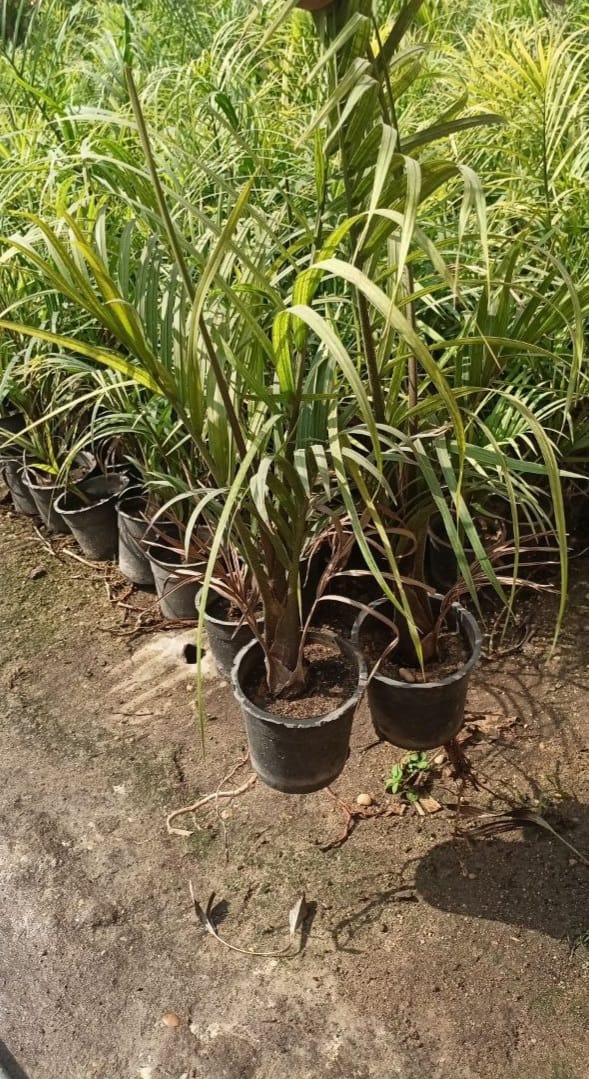 Dypsis decary  plant