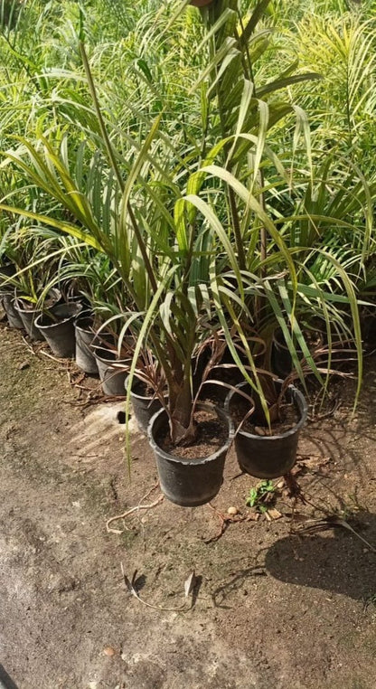 Dypsis decary  plant
