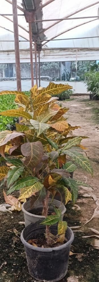 Croton shrub
