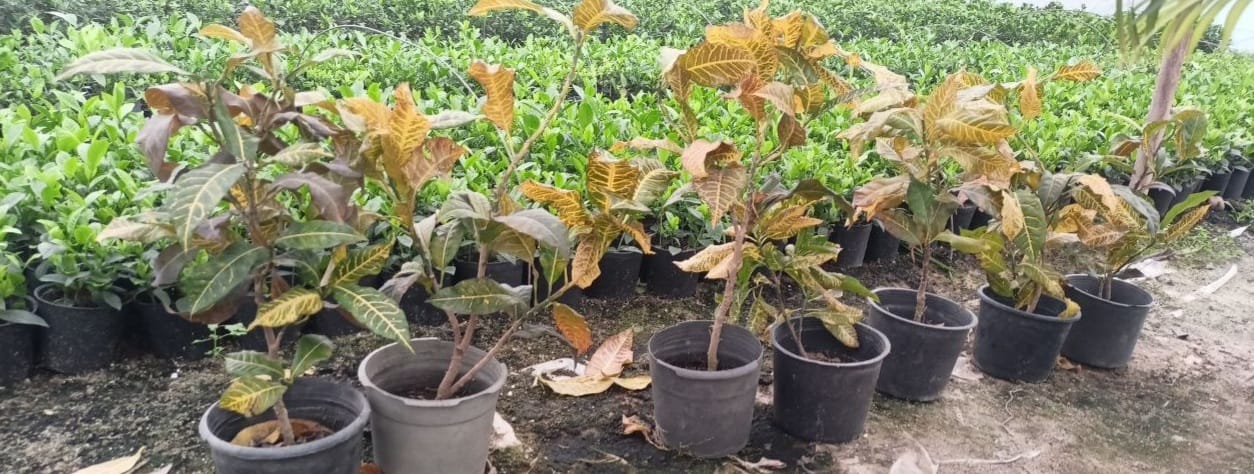 Croton shrub