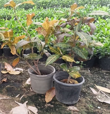 Croton shrub