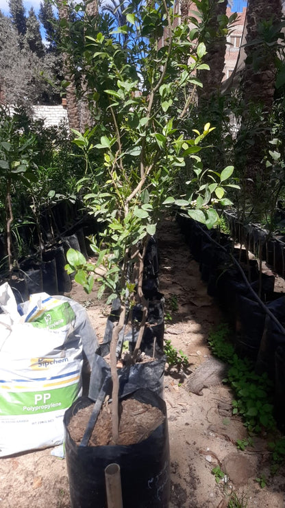 Lemon baladi Seedling