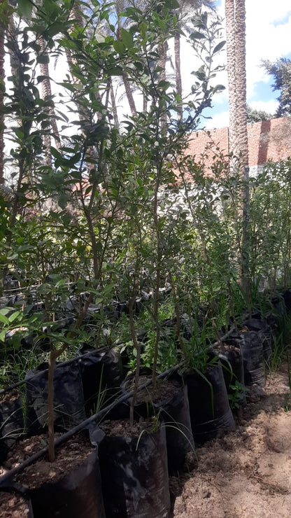 Lemon baladi Seedling