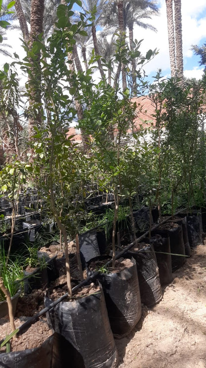 Lemon baladi Seedling