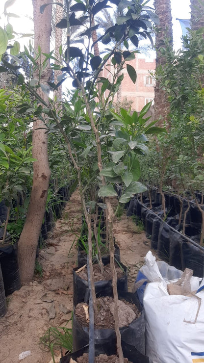 Orang Bisirih Seedling