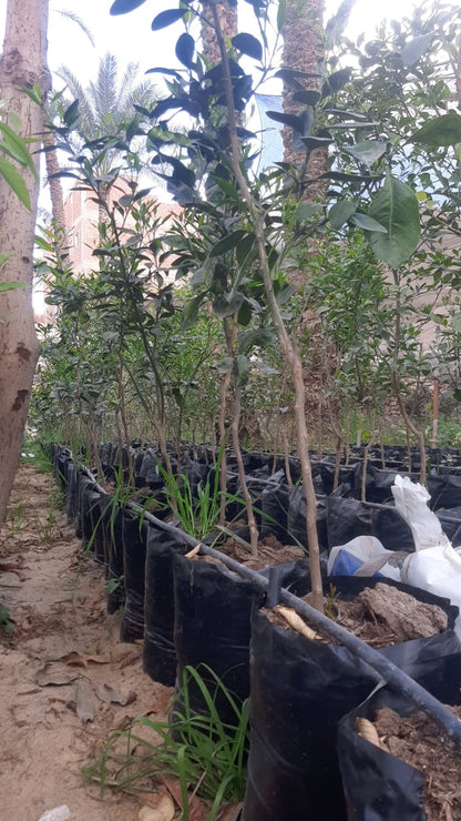 Orang Bisirih Seedling