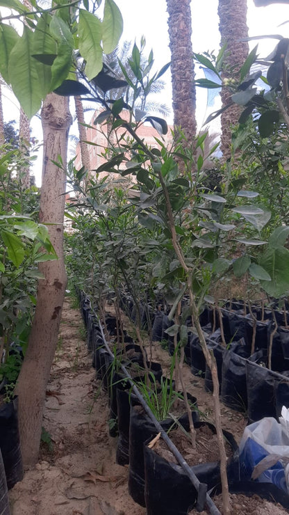 Orang Bisirih Seedling
