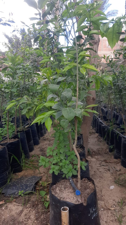 Orang Summer Seedling