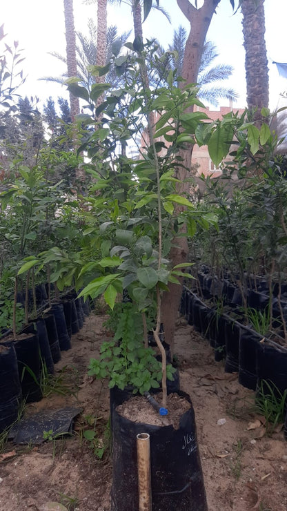 Orang Summer Seedling