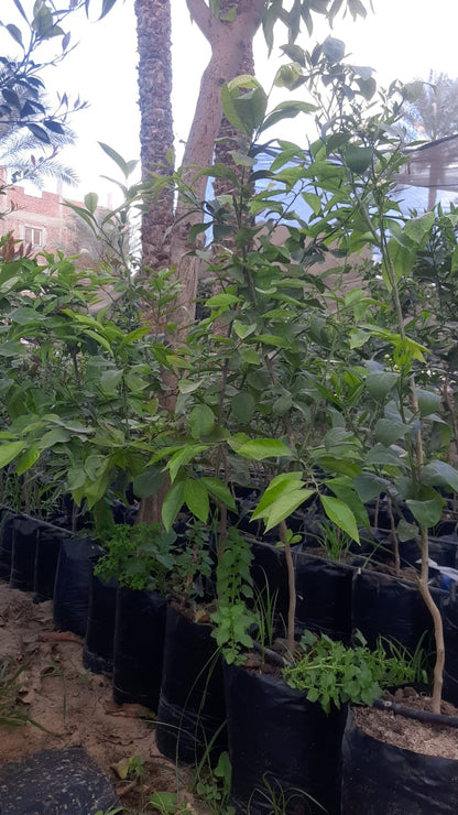 Orang Summer Seedling