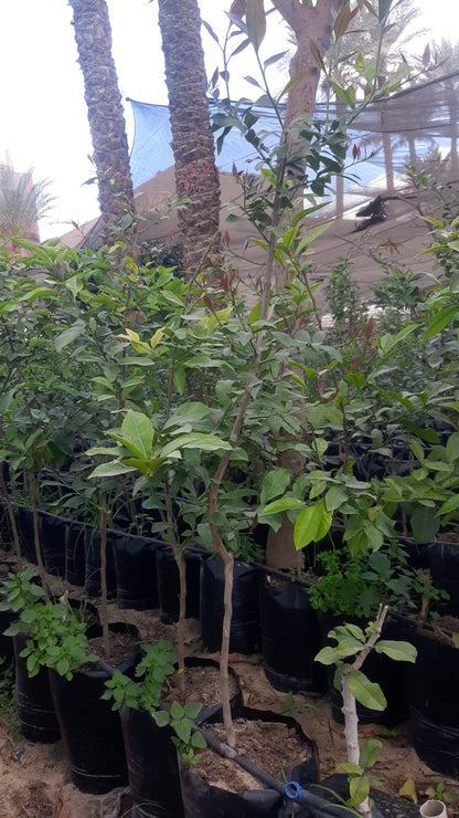 Lemon adalian Seedling