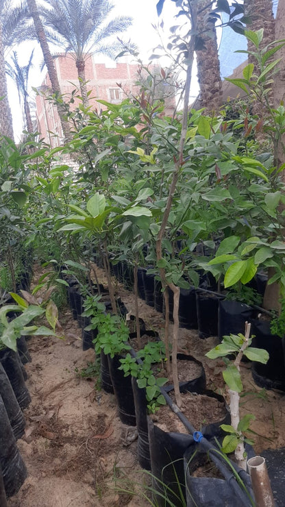 Lemon adalian Seedling