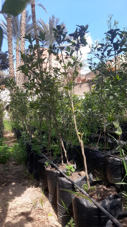 شتلة يوسفى موركيت 