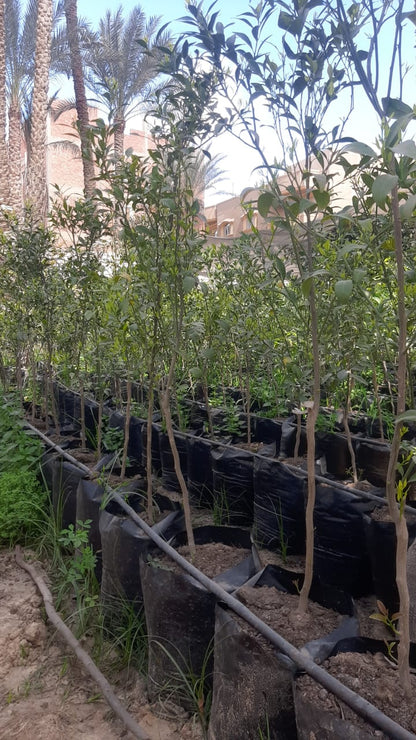 شتلة يوسفى موركيت 