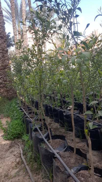Yusfi  Baldaa Seedling