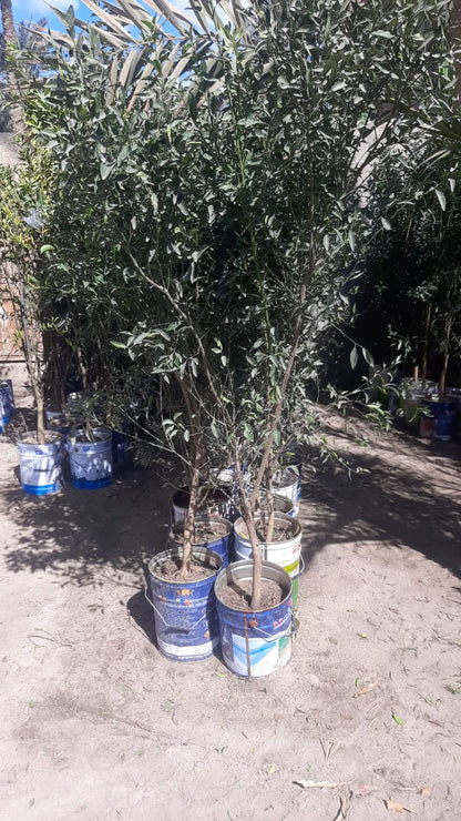 Yusifaa Baldaa Seedling