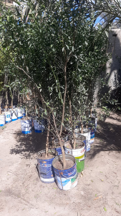 Yusifaa Baldaa Seedling