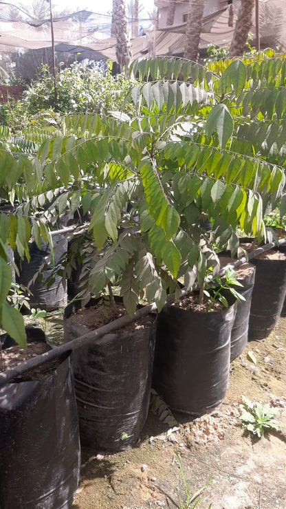 Curry tree Seedling