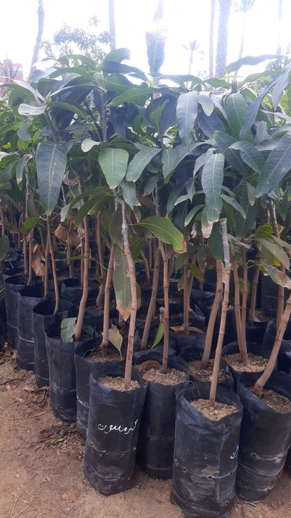 Mango Crimson Seedling