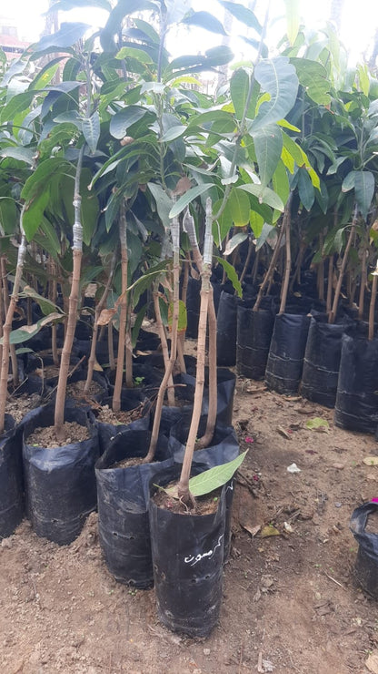 Mango Crimson Seedling