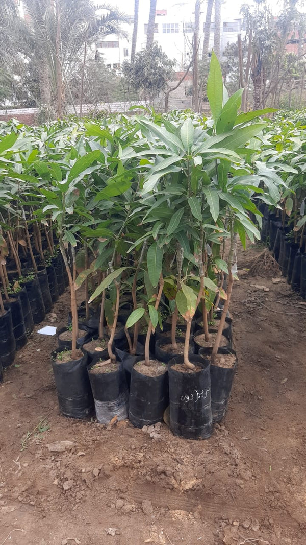 Mango President Seedling – Qamhawey Shop
