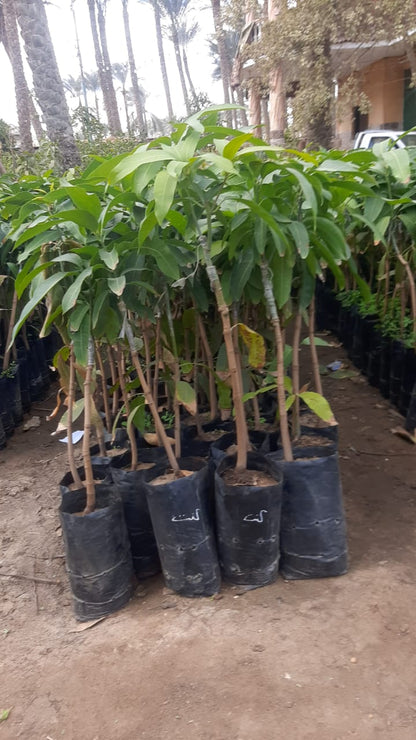 Mango Kent Seedling