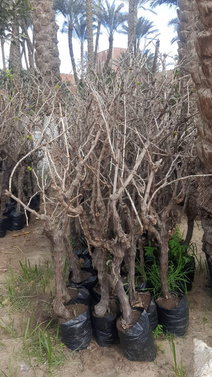 Grape Thompson bnati Seedling