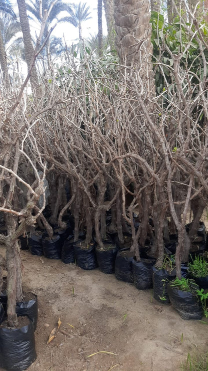 Grape Thompson bnati Seedling