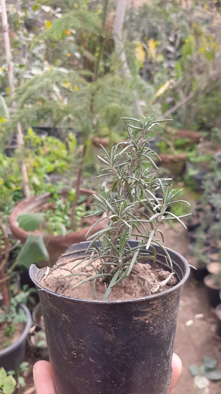 روز مارى 