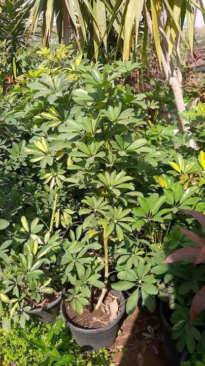 Schefflera