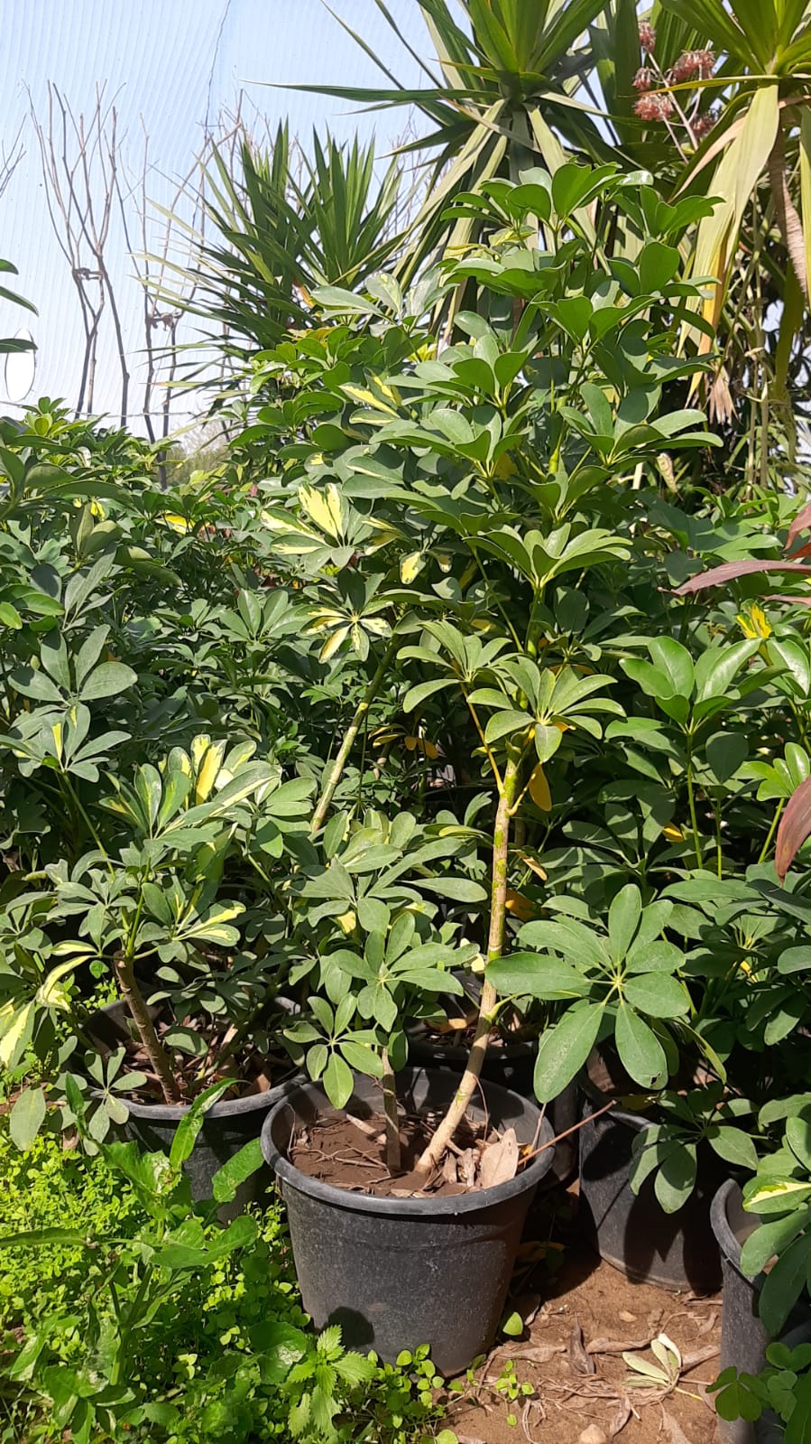 Schefflera