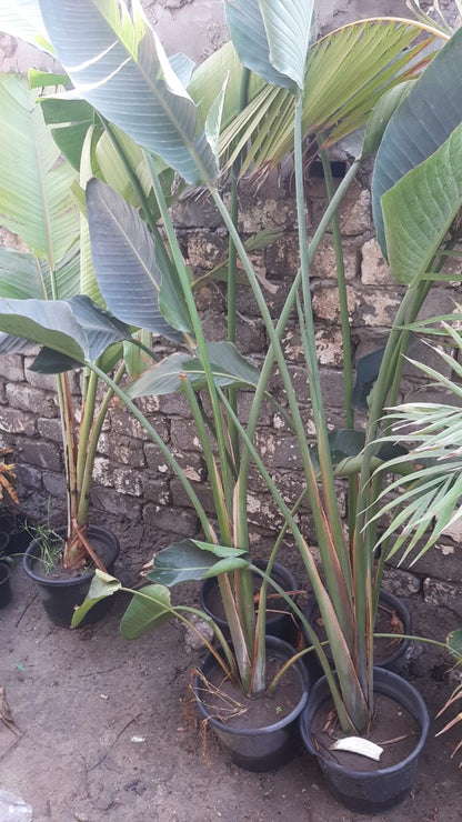 Augusta palm