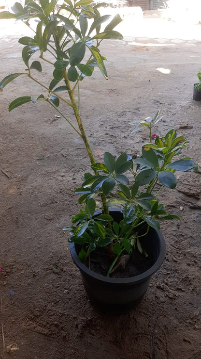 Schefflera