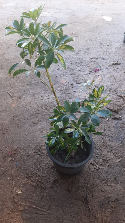 Schefflera