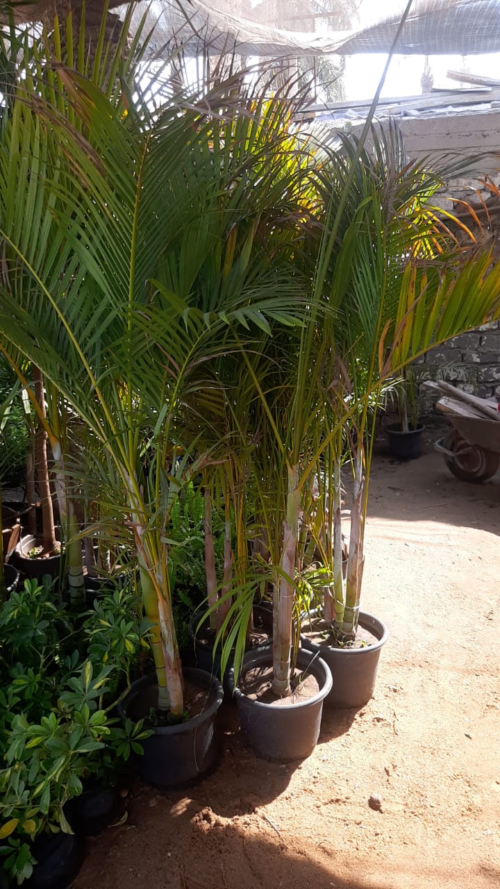 The Areca palm