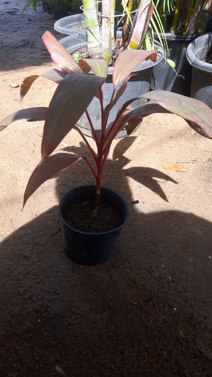 Cordyline